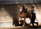 Pferd International 001